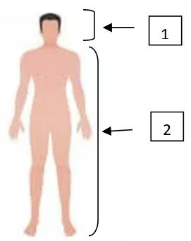 Kabujimà kà mubidi (le corps entier), the whole body